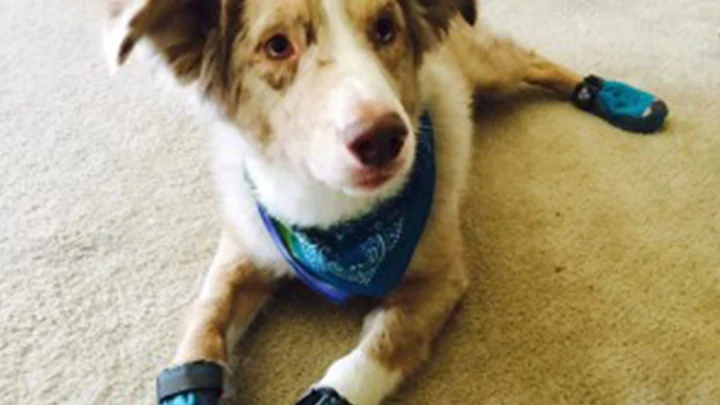A dog wears blue protective boots indoors