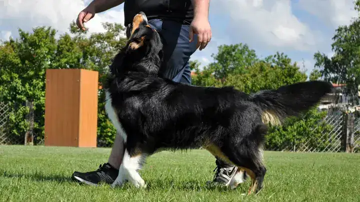 A black, tan, and white dog focuses on its handler during outdoor training