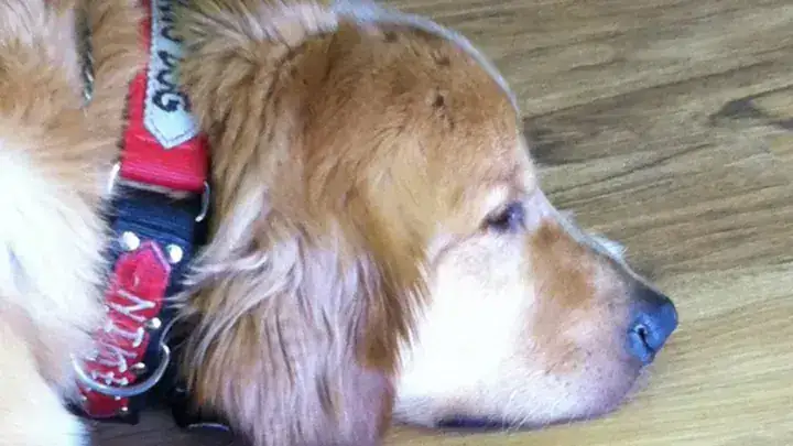 A golden dog wearing service gear rests on a wooden floor