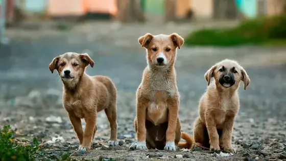 Three young puppies sit together on a path