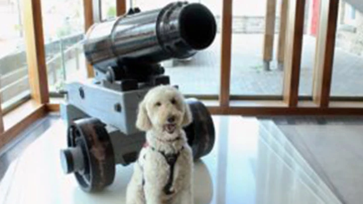 A small white dog sits beside a historic cannon inside a museum