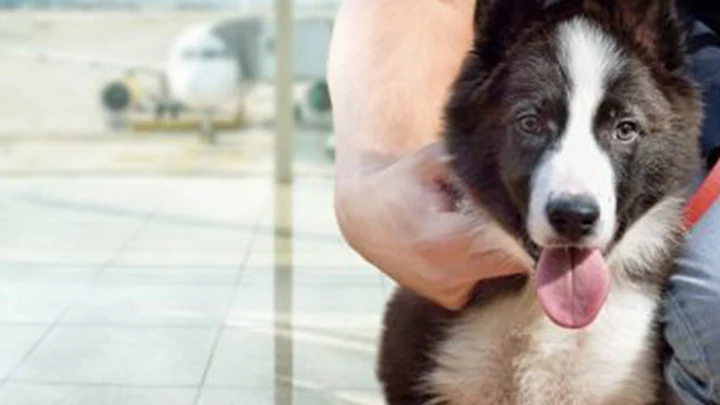 A black and white dog rests beside a person in an airport