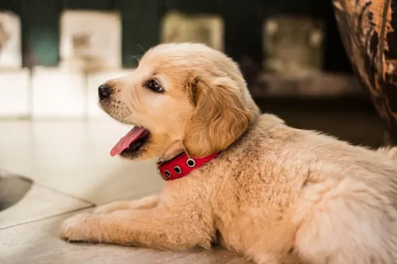 A golden retriever puppy rests indoors