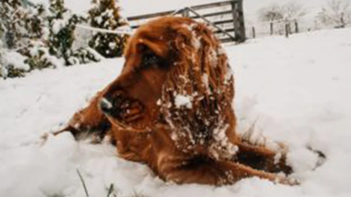 A golden retriever rests in the snow