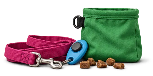 Green treat pouch, blue clicker, magenta leash and scattered training treats