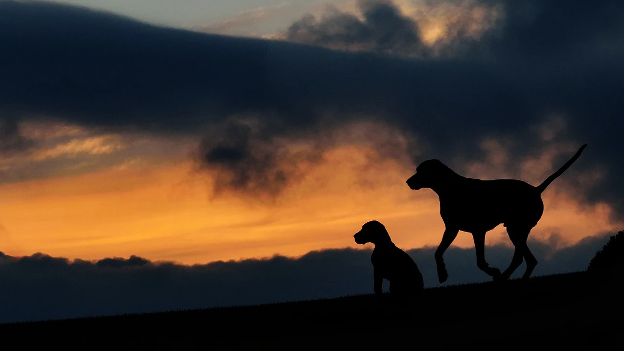 Two dogs silhouetted against an orange sunset