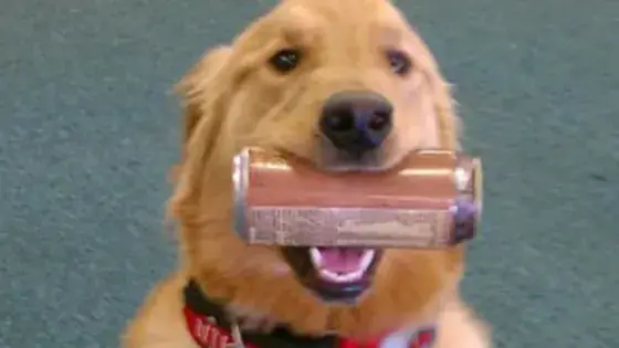 A golden retriever holds a beverage can in its mouth
