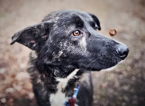A black dog looks toward a training treat