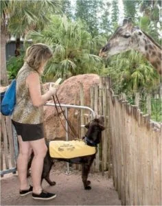 Tampa Zoo Service Dog Access
