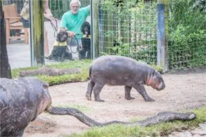 Tampa Zoo Service Dog Acclimation Project