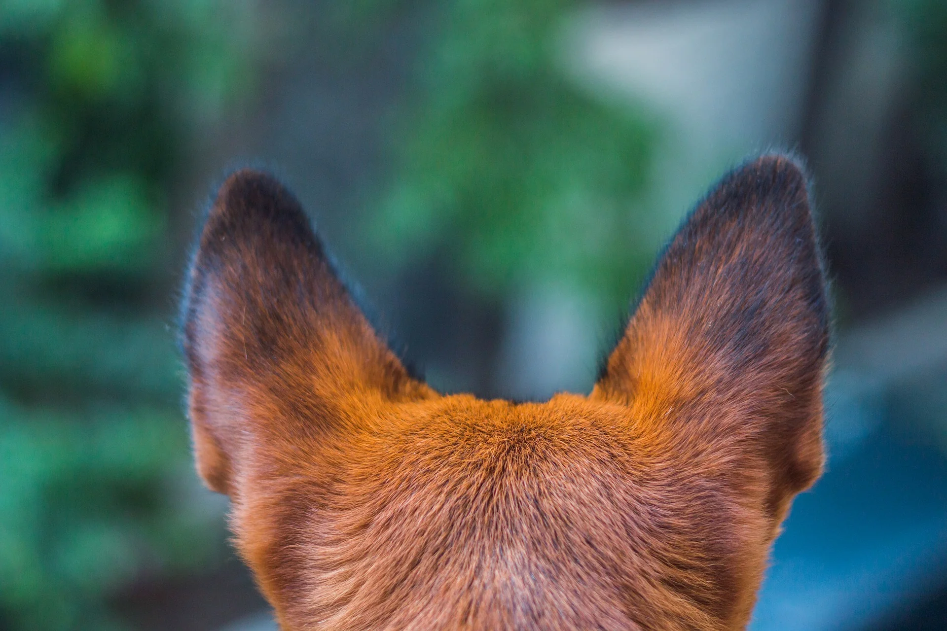 Hearing Dog Service Dog Training