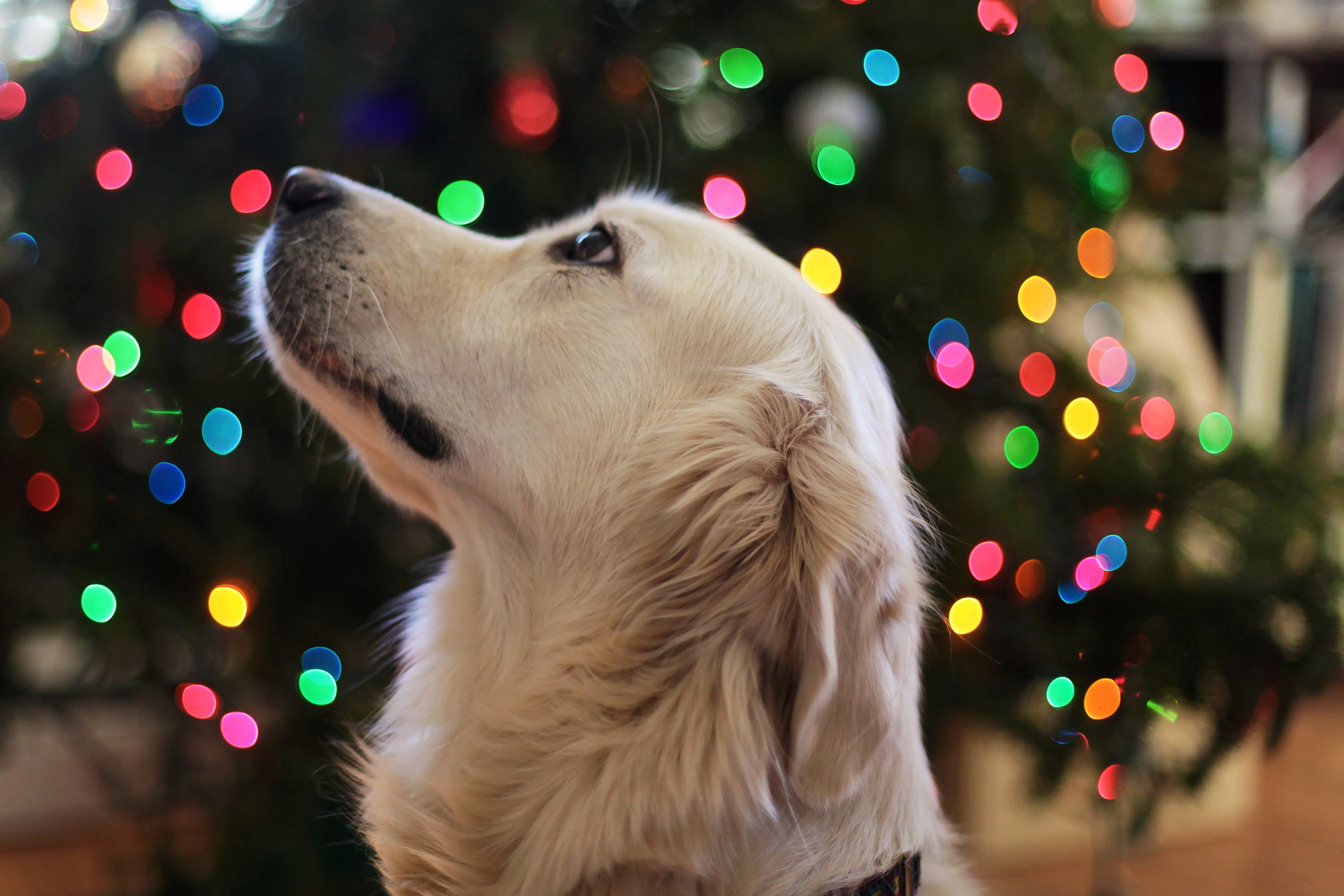 Dog in front of Christmas tree