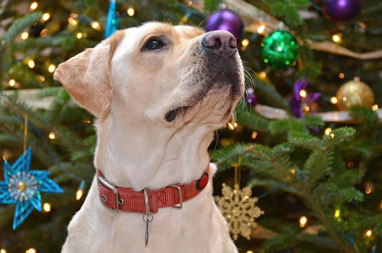 Lowcountry Christmas Service Dog Book PTSD