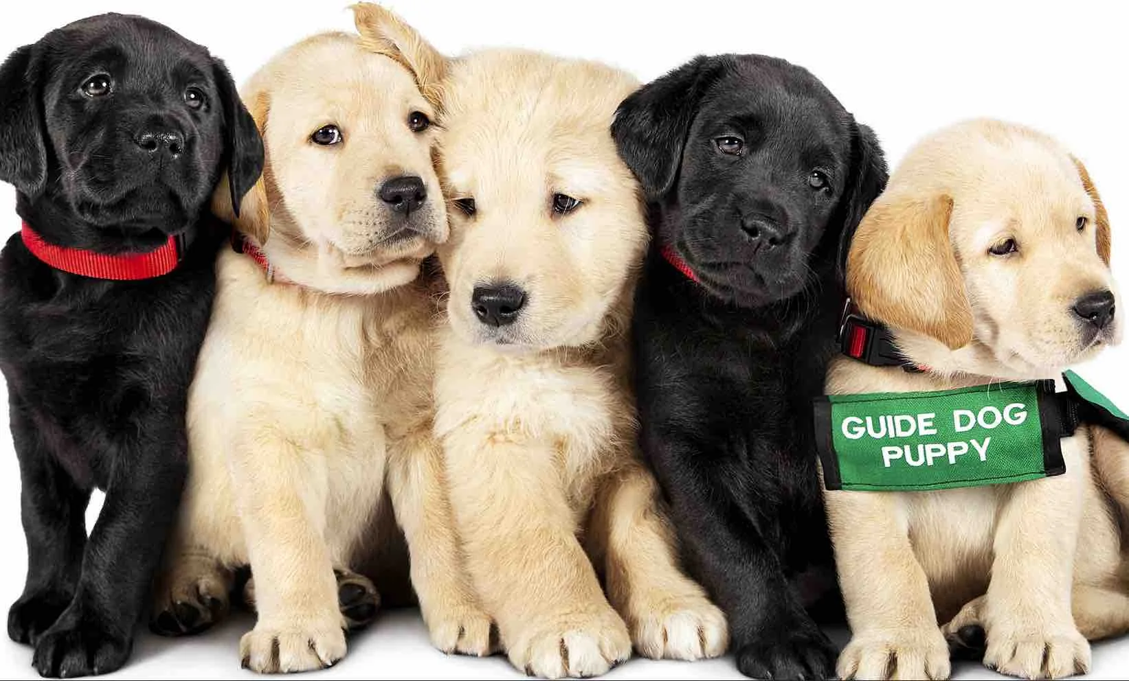 Guide Dog Puppies
