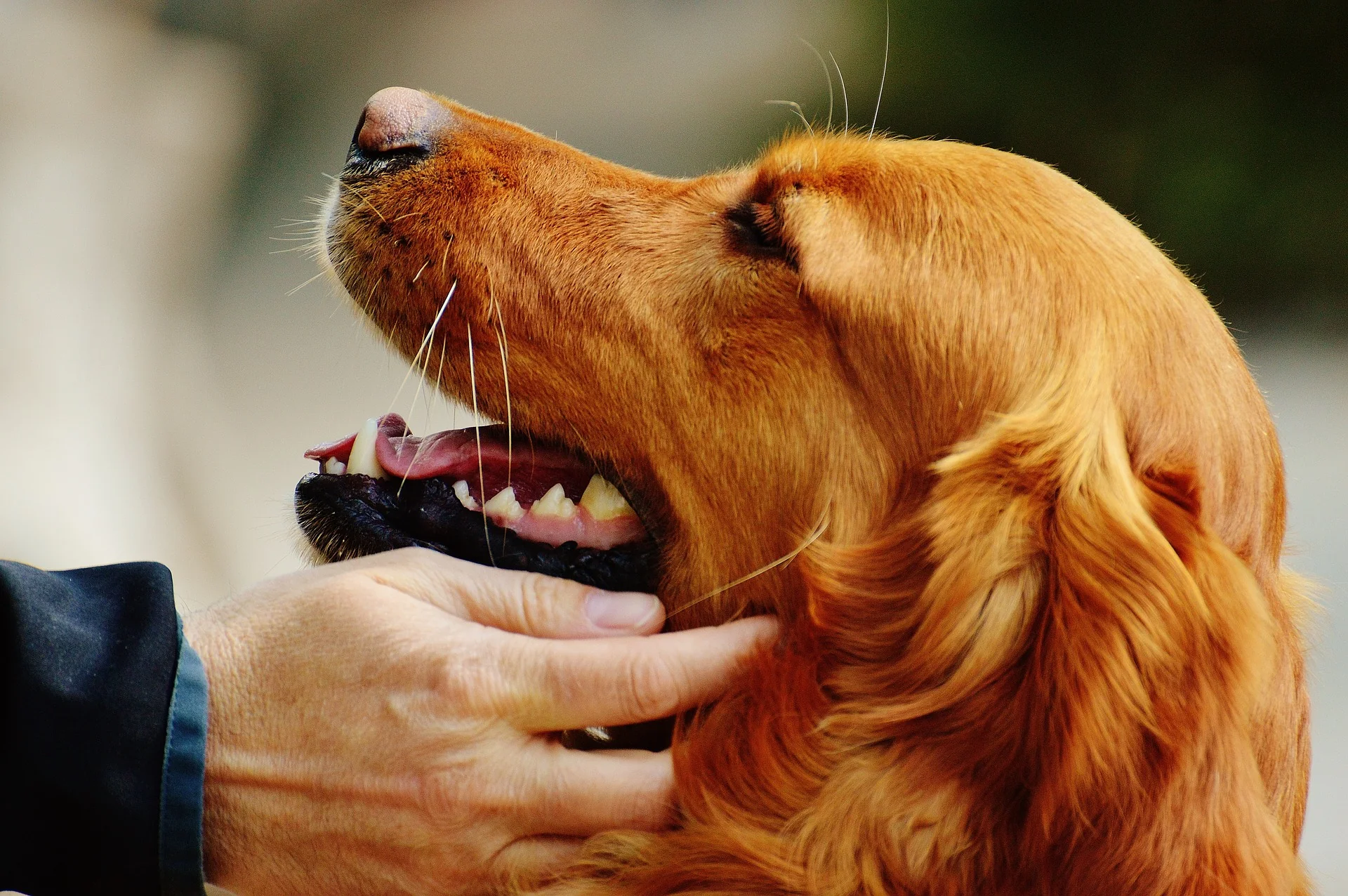 Bonding Tips For Service Dog Teams