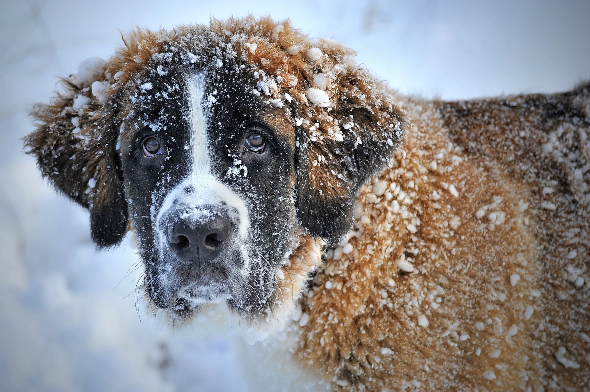 Extreme Cold Weather Safety for Dogs