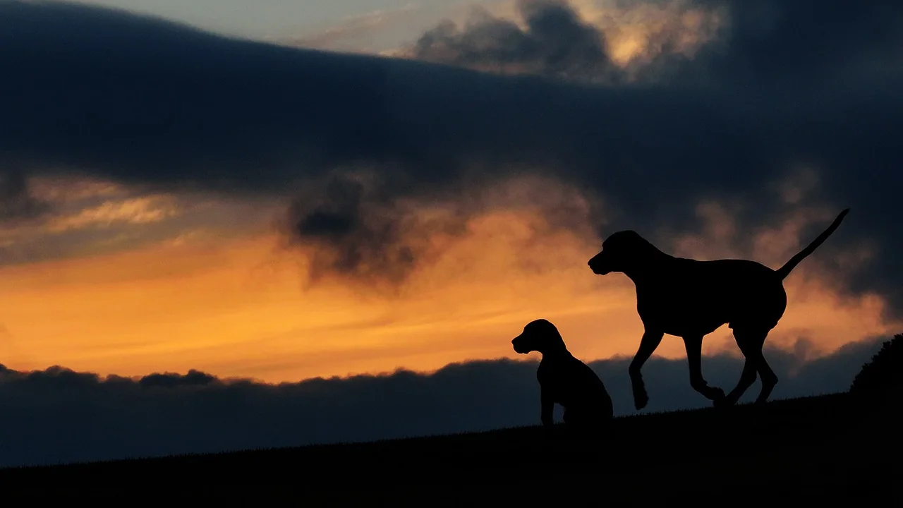Successor Service Dogs