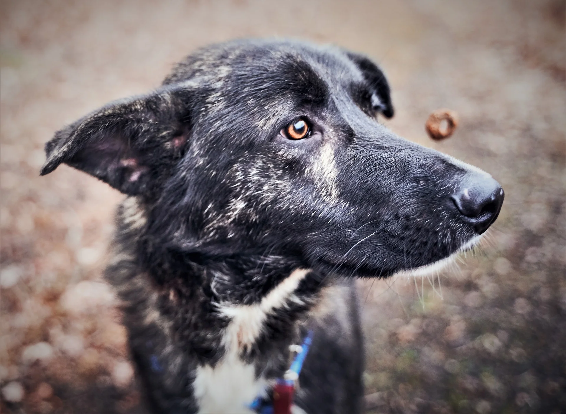 High Value Dog Training Treats