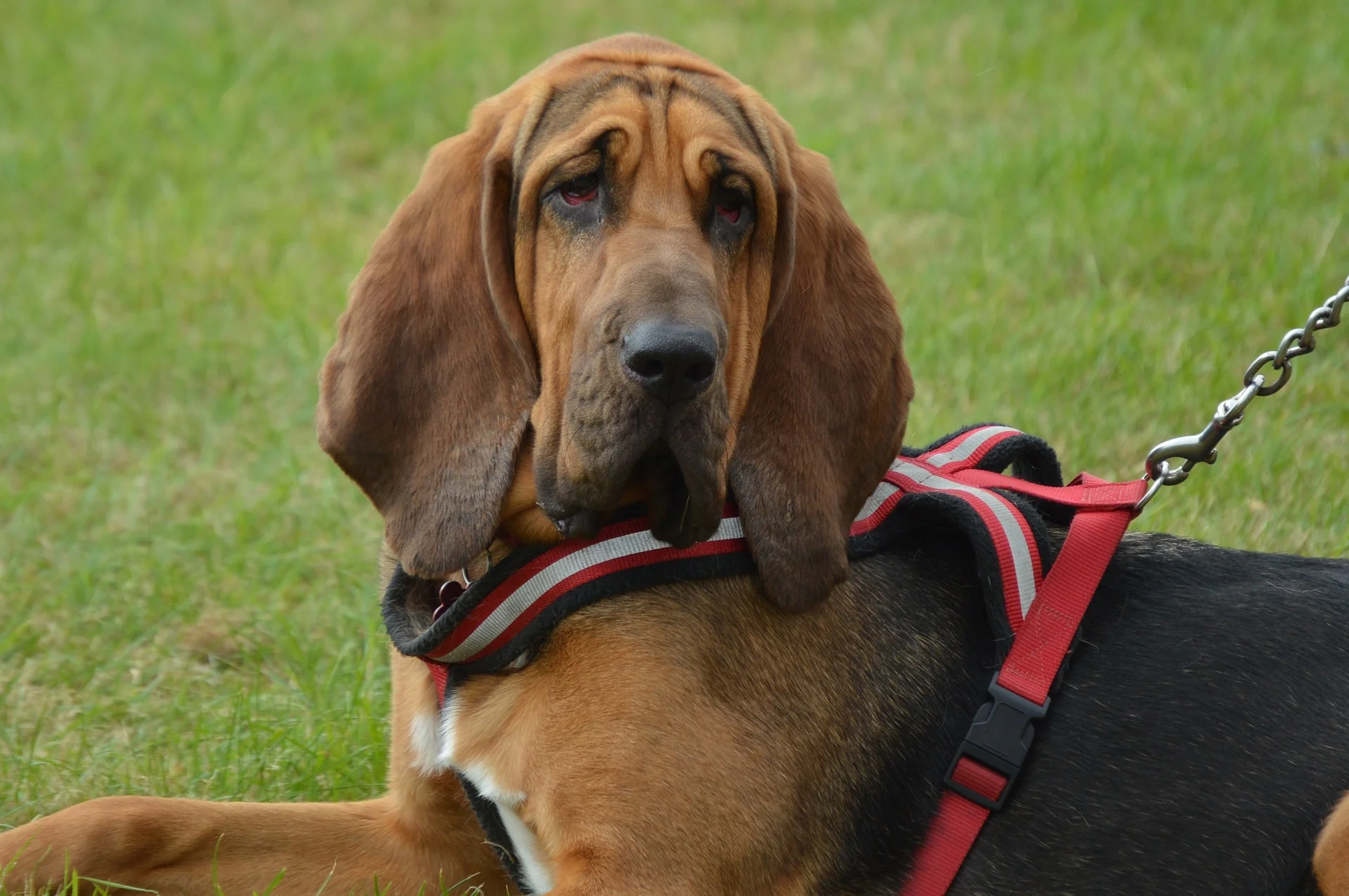 Find'em Scent Safe Bloodhound Search Article