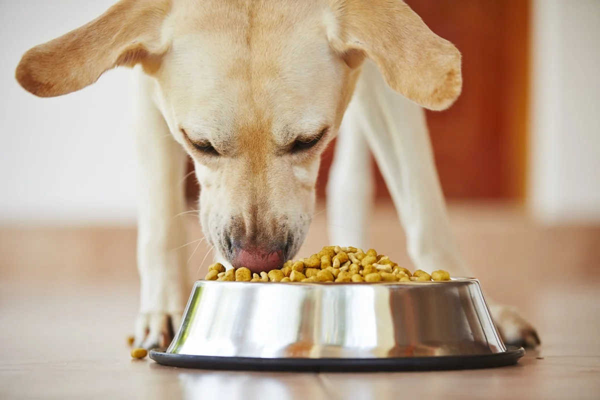 Dog eating out of bowl