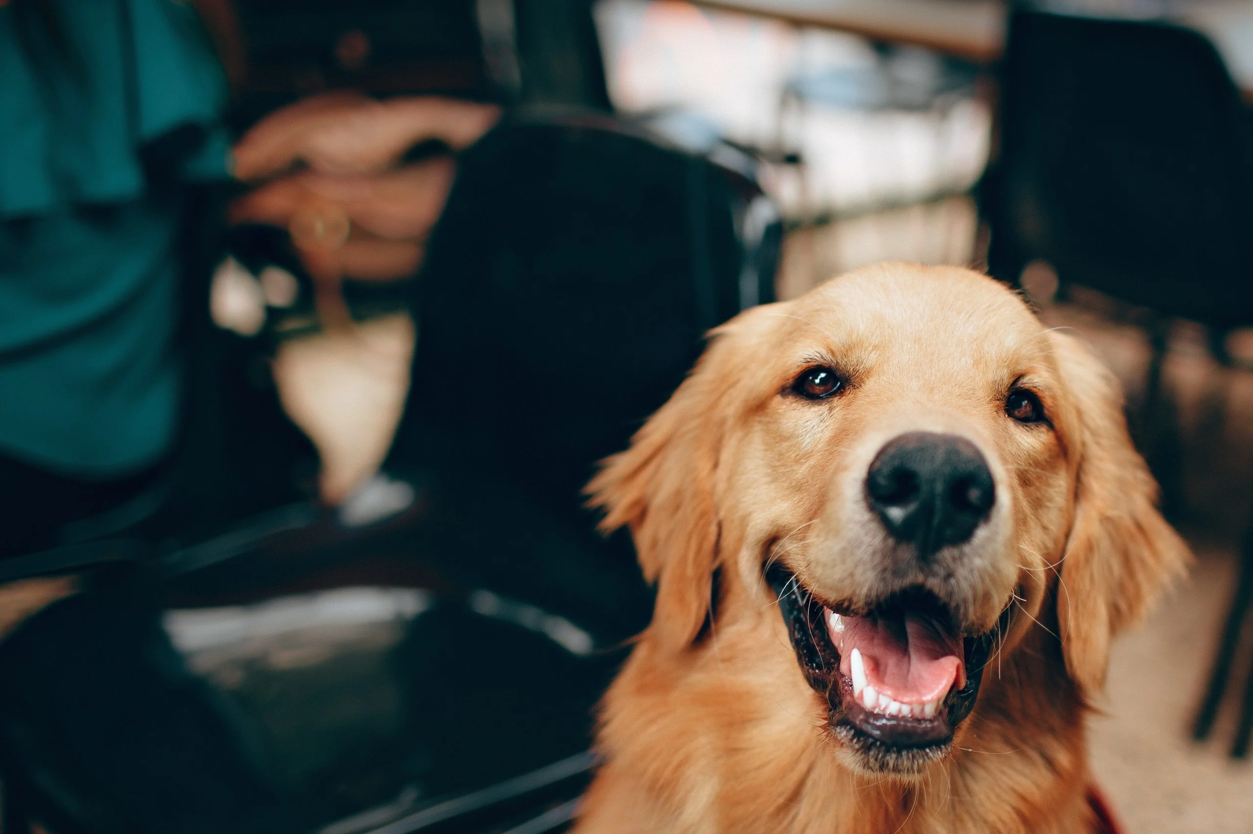 Dog in a Waiting Room, Photo by Helena Lopes from Pexels