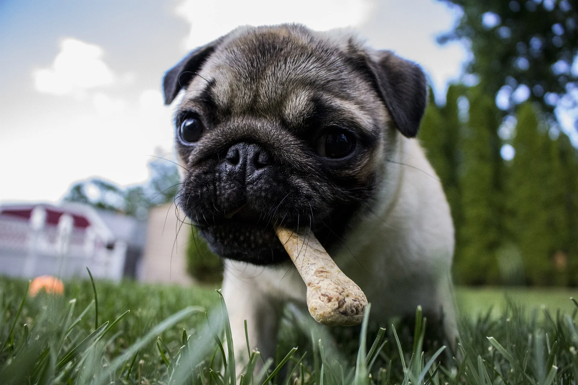 Puppy Potty Train Feeding Schedule