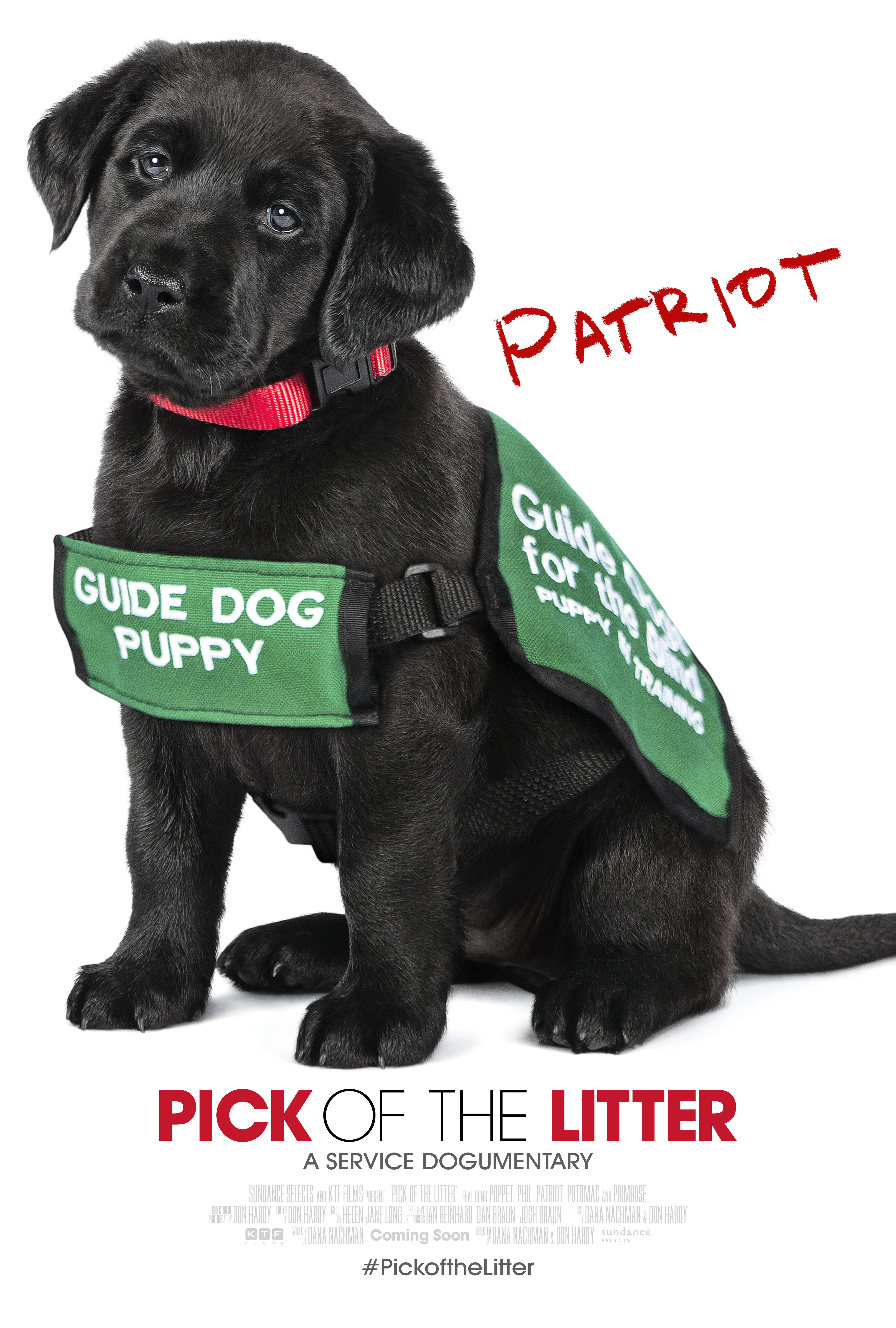 Patriot in his guide dog puppy in training vest
