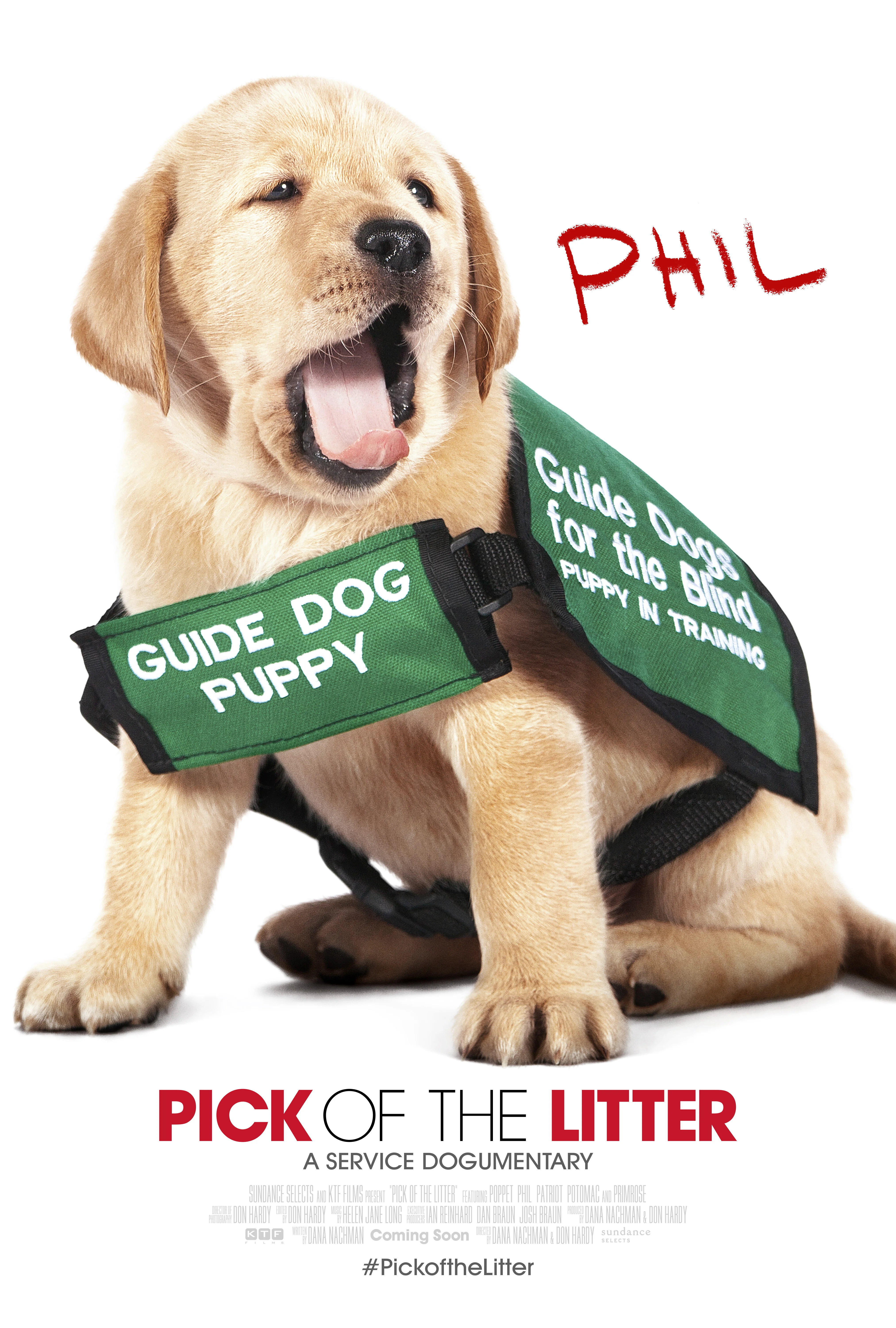 Phil in his guide dog puppy in training vest
