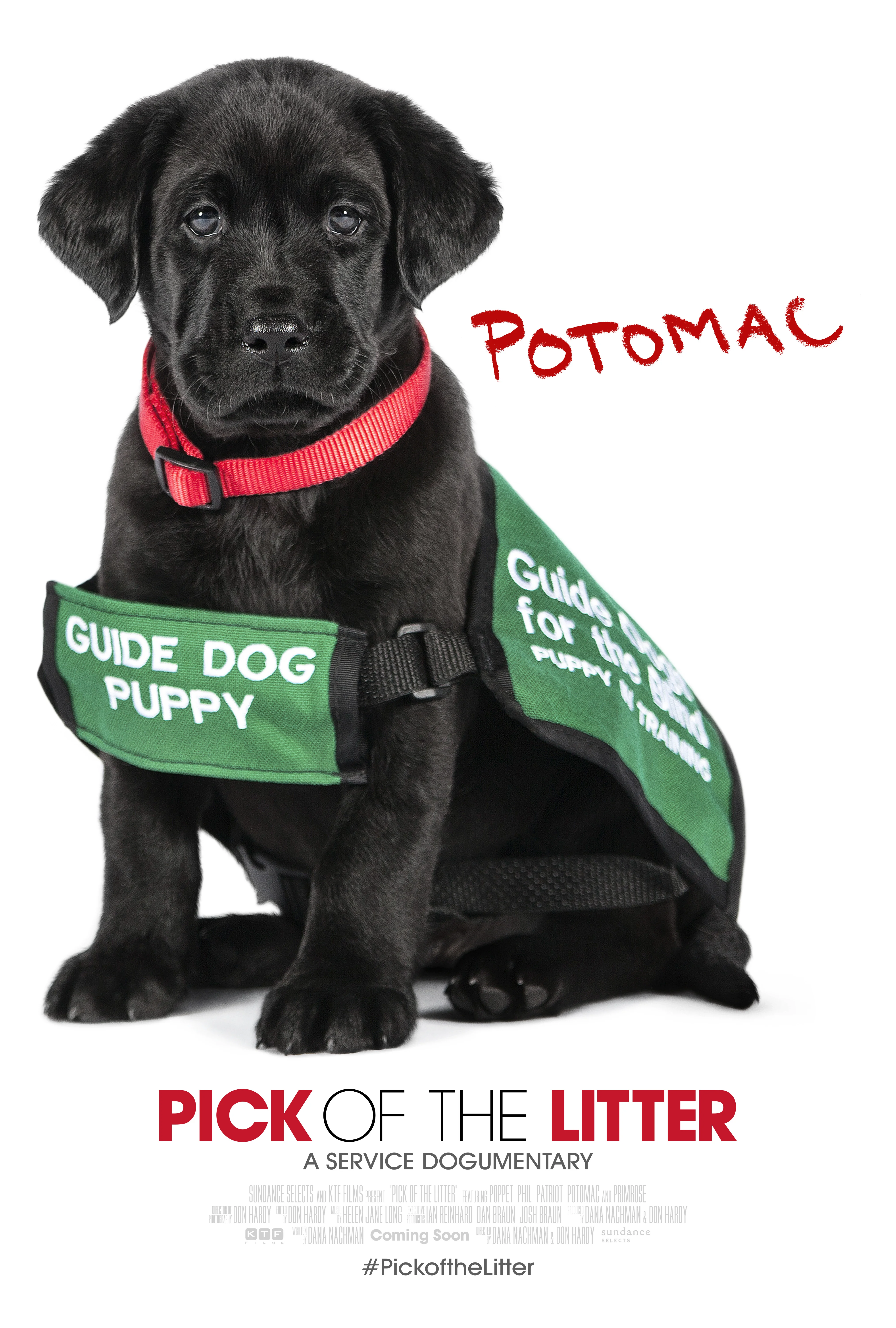 Potomac in his guide dog puppy in training vest