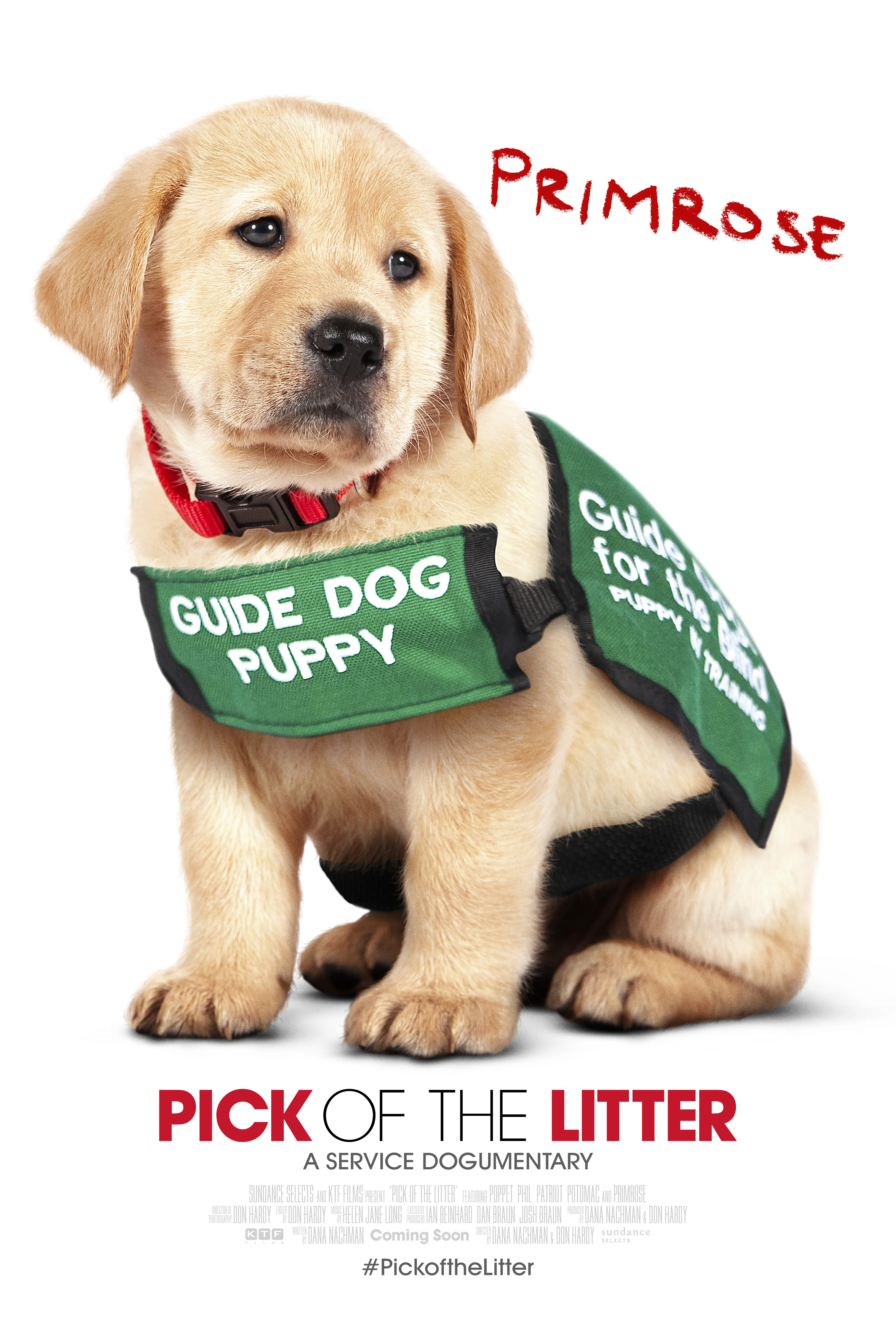 Primrose in her guide dog puppy in training vest