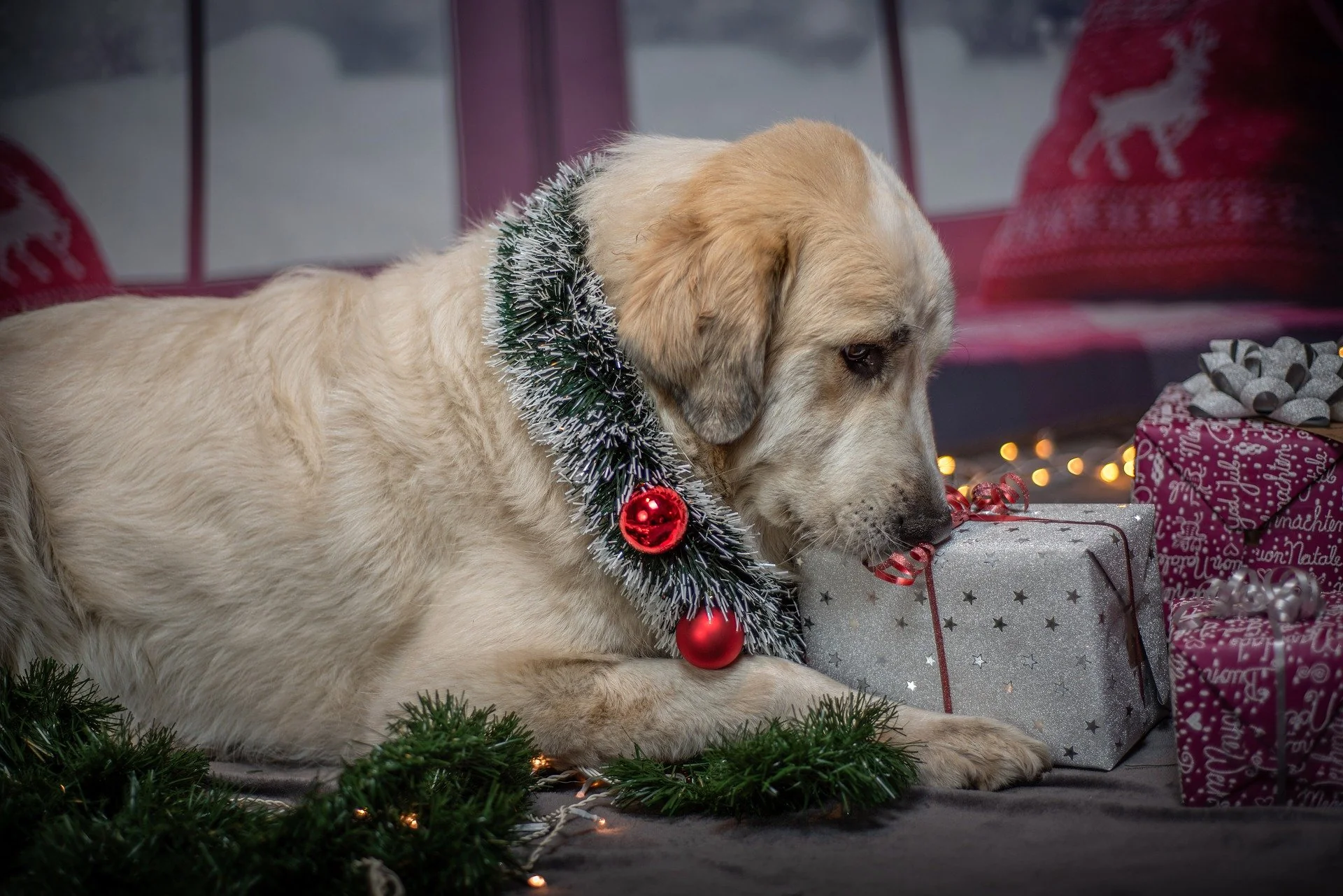 Holiday Service Dog travel