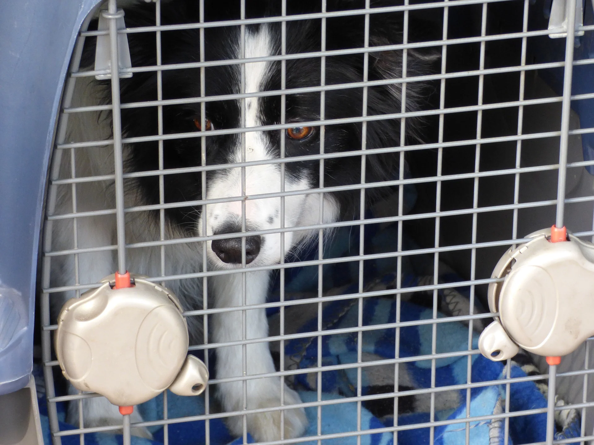 service dog crate training