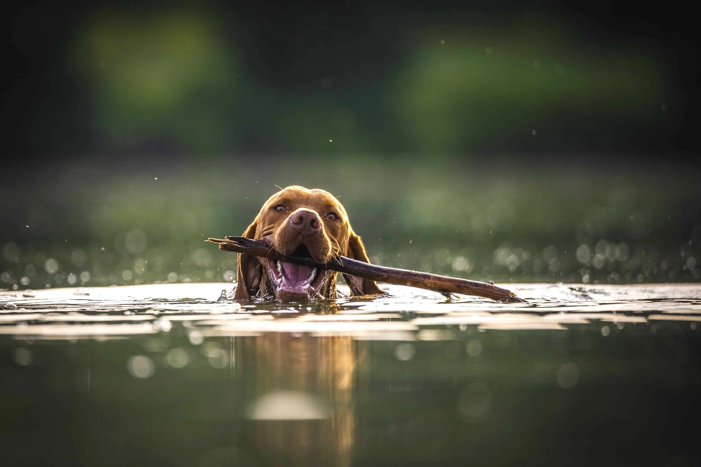 Dog swimming in water