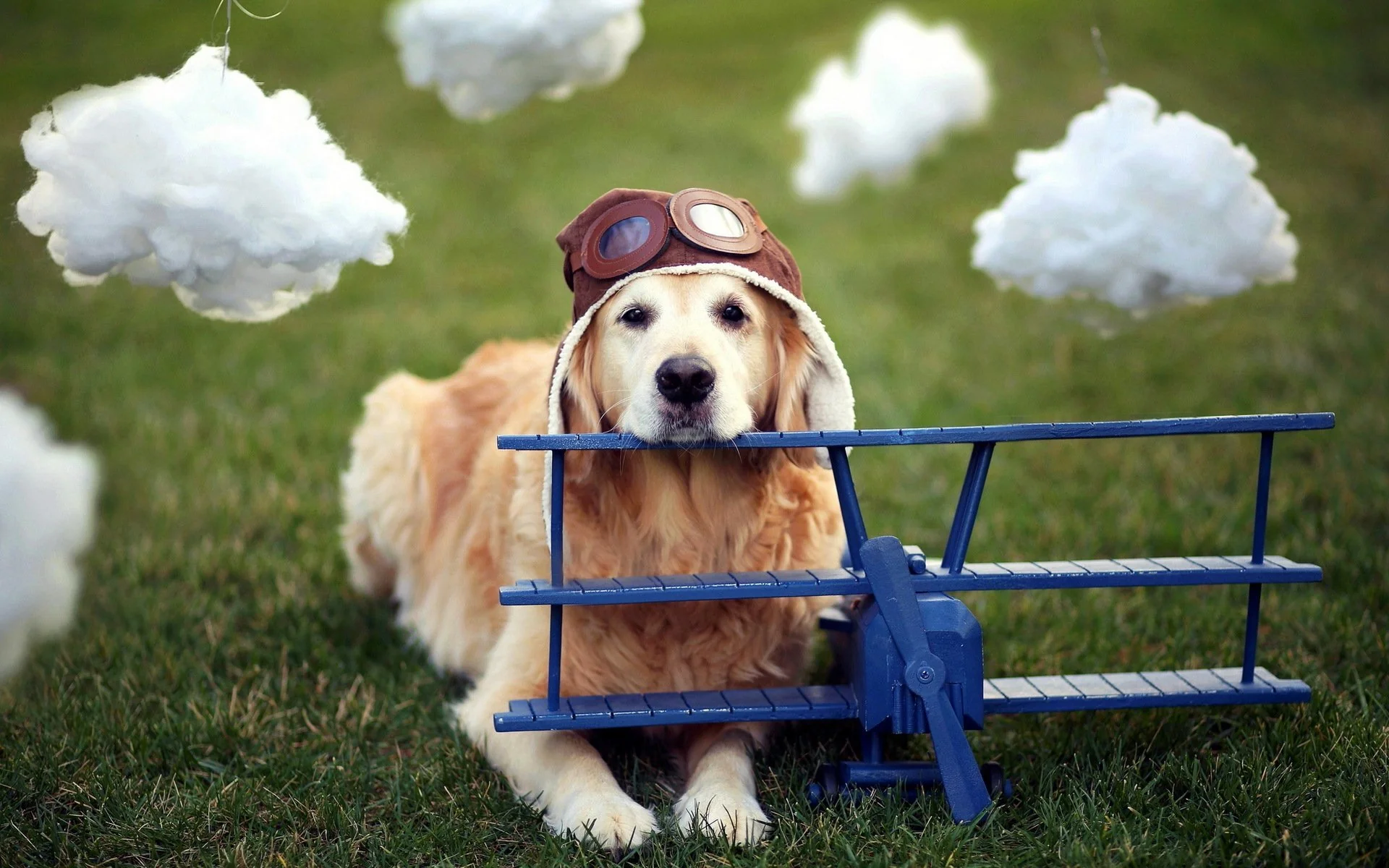 Golden Retriever rests his head on a model airplane
