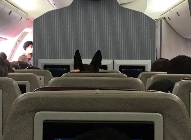 A dog's distinctive ears can be seen as they are evacuated from Kabul ( Image: @PSFAERO/Twitter)