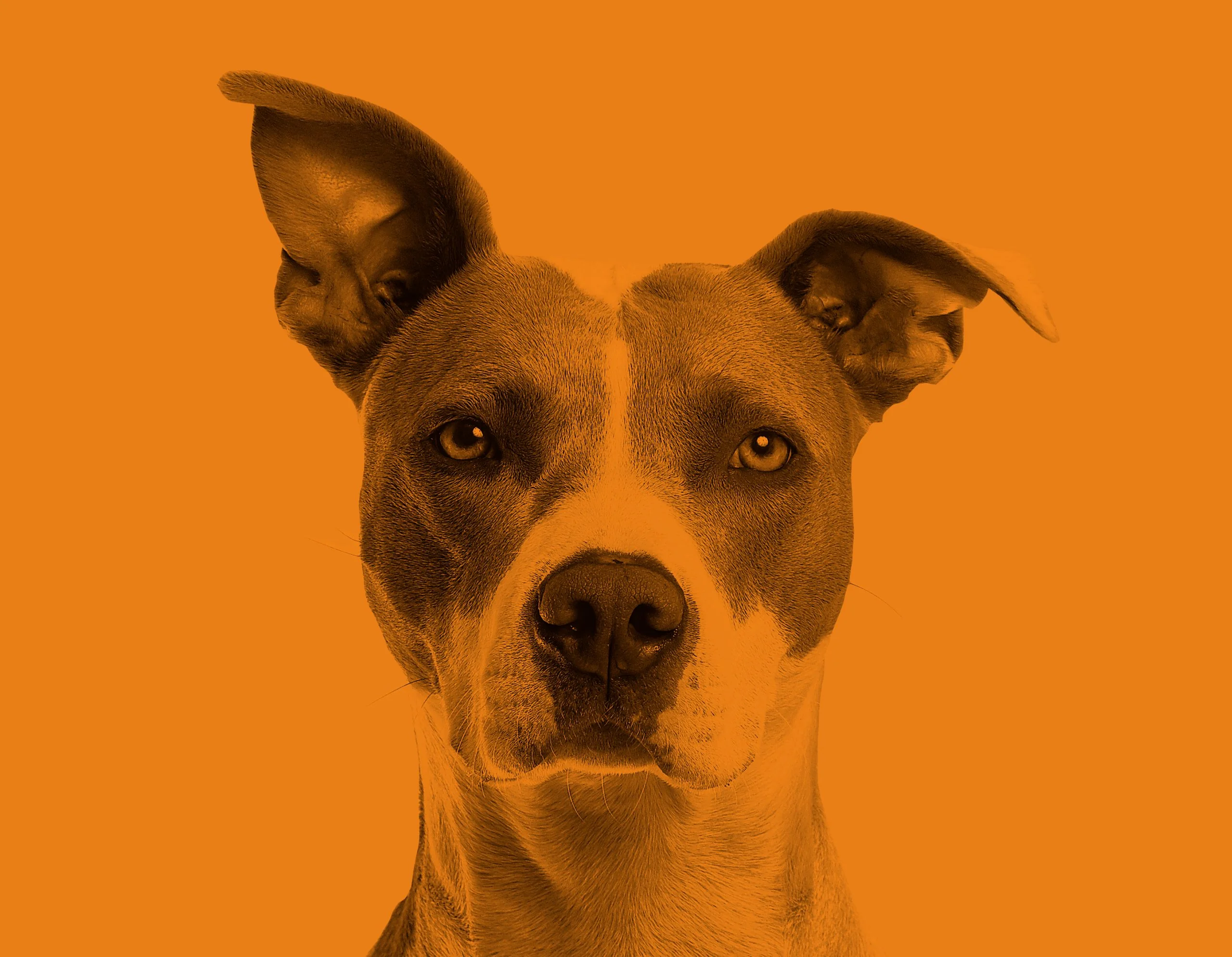 Dog on Orange Background