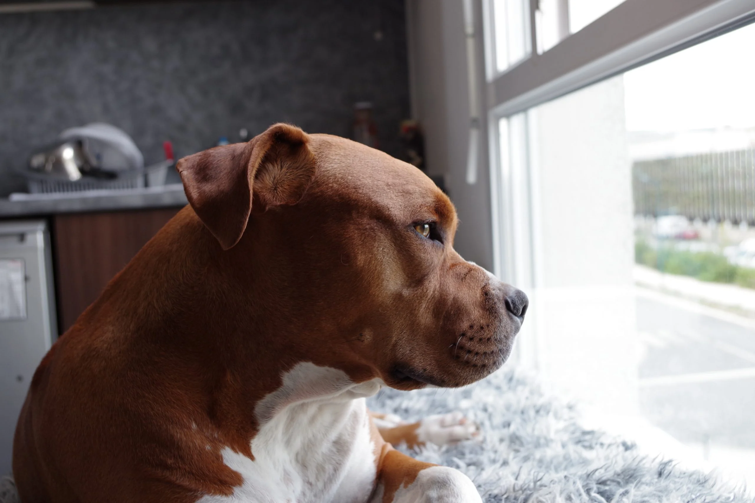 dog looking out window